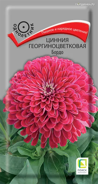 Цинния георгиноцветковая Бордо 0,4, Поиск