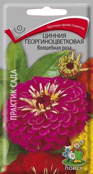 Цинния георгиноцветковая Волшебная роза 0,4, Поиск