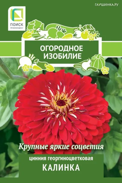 Цинния георгиноцветковая Калинка 0,4, Поиск