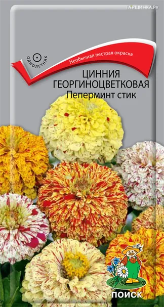 Цинния георгиноцветковая Пеперминт стик 0,4, Поиск