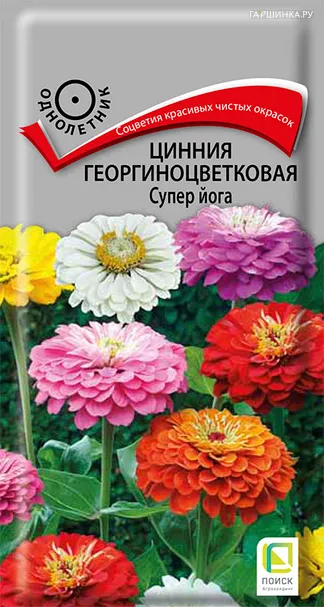 Цинния георгиноцветковая Супер йога 0,4, Поиск