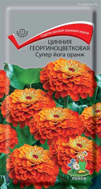 Цинния георгиноцветковая Супер йога оранж 0,4, Поиск