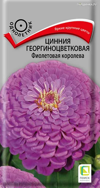 Цинния георгиноцветковая Фиолетовая королева 0,4, Поиск
