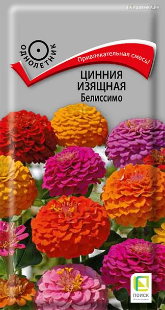 Цинния изящная Белиссимо 0,4, Поиск