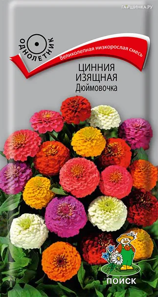 Цинния изящная Дюймовочка 0,4, Поиск