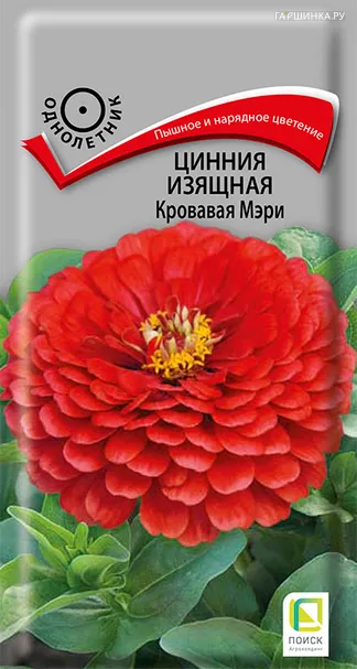 Цинния изящная Кровавая Мэри 0,4, Поиск