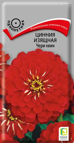 Цинния изящная Чери квин 0,4, Поиск