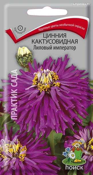 Цинния кактусовидная Лиловый император 0,4, Поиск