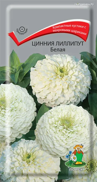 Цинния лиллипут Белая 0,4, Поиск