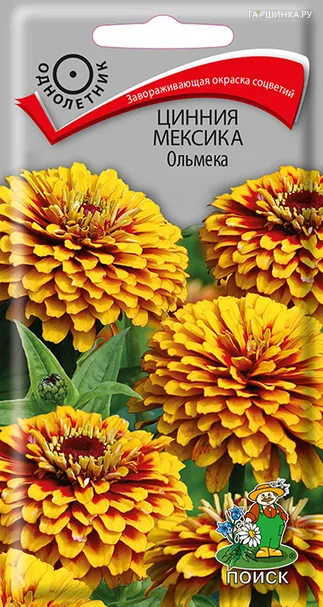 Цинния Мексика Ольмека 10, Поиск