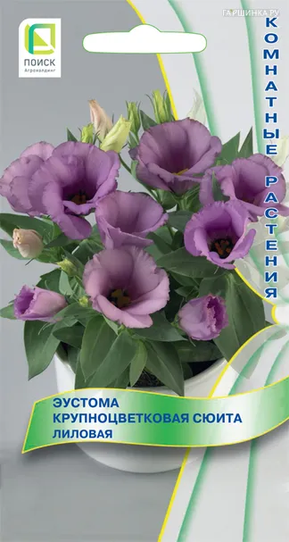Эустома крупноцветковая Сюита Лиловая 5, Поиск