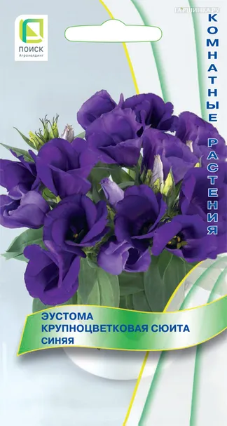 Эустома крупноцветковая Сюита Синяя 5, Поиск