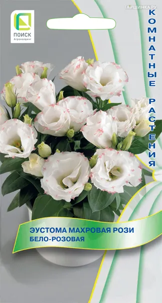 Эустома махровая Рози Бело-розовая 5, Поиск