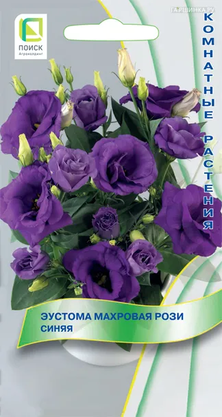 Эустома махровая Рози Синяя 5, Поиск