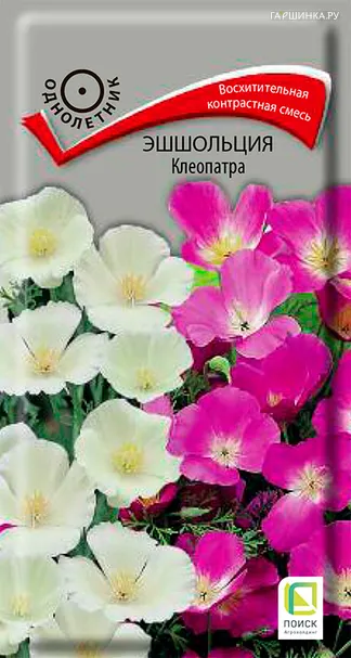 Эшшольция Клеопатра 0,2, Поиск