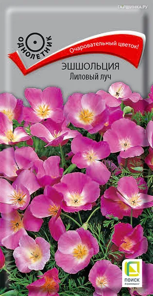 Эшшольция Лиловый луч 0,2, Поиск