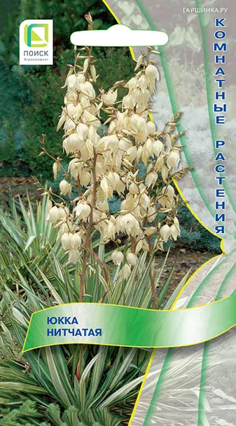 Юкка нитчатая 3 шт, Семена Поиск