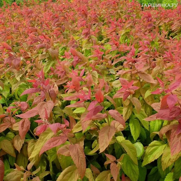 Спирея Макрофила