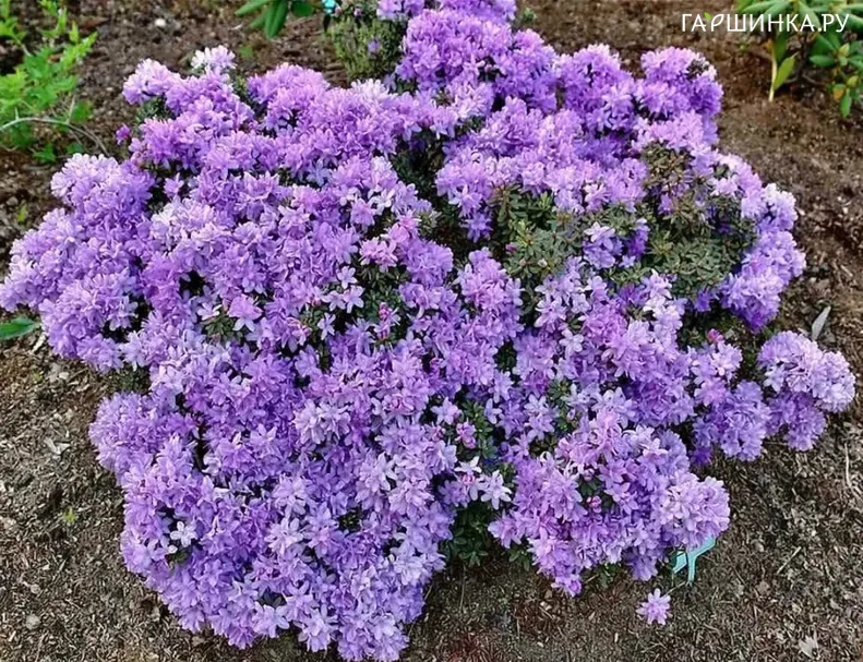 Рододендрон Крумлов