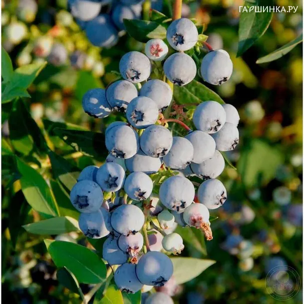 Голубика Бэби Блюз