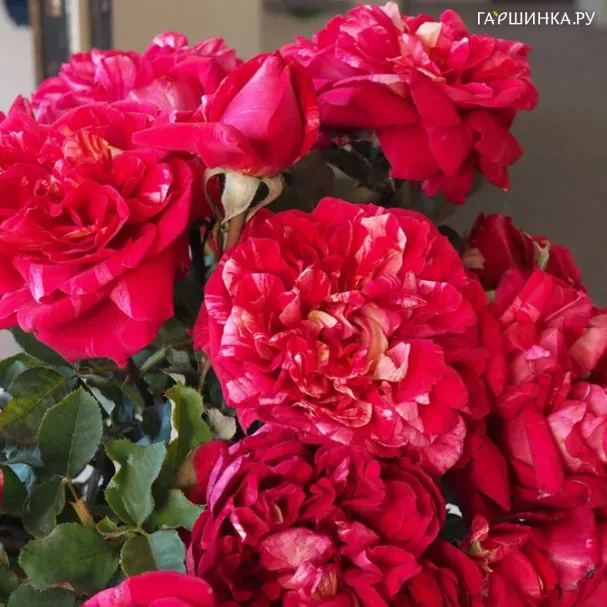 Роза Берта Моризо, Дельбар (лиц)