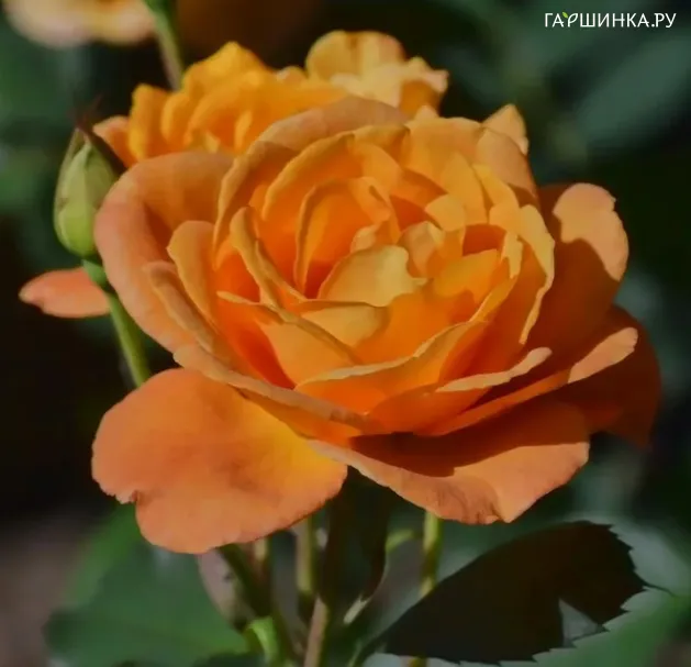 Роза Априкот Лейс