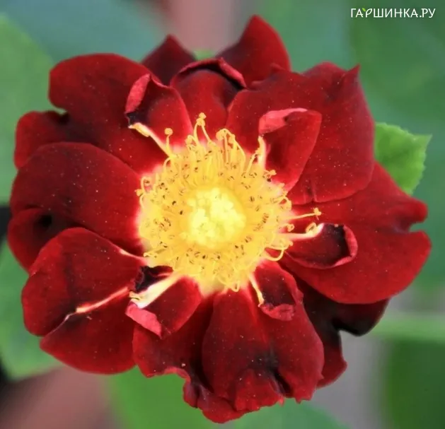 Роза Зоик
