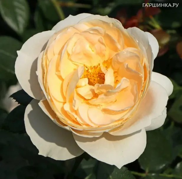 Роза Лионс Роуз, Харкнесс (лиц)