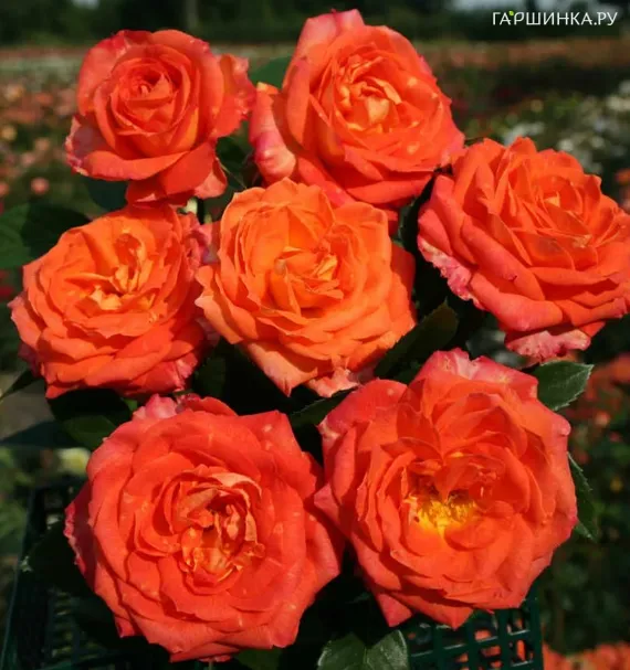Роза Фойрио, Кордес (лиц)