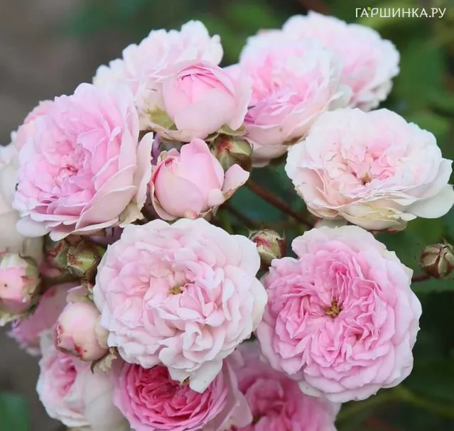 Роза Пашмина, Кордес (лиц)