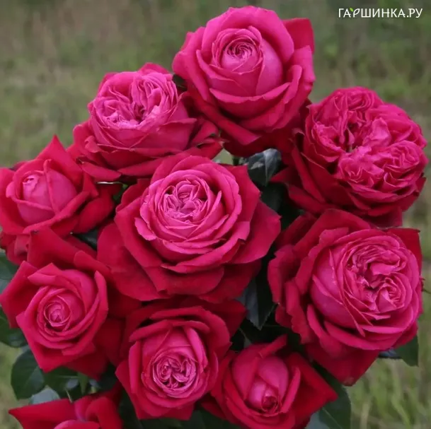 Роза Руби Кисс, Кордес (лиц)