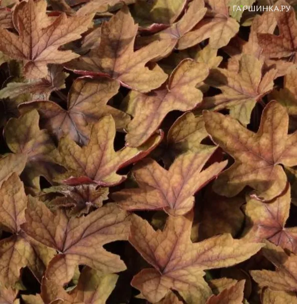 Гейхерелла Арт Деко