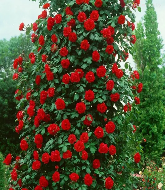 Роза Сантана плетистая, Топалович (лиц)