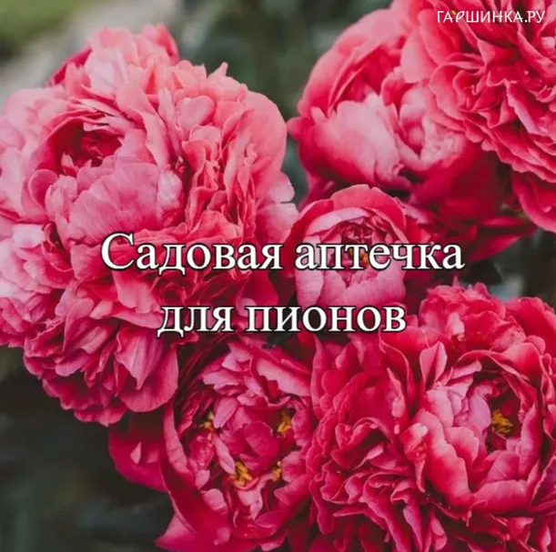 Аптечка для осенней посадки пионов