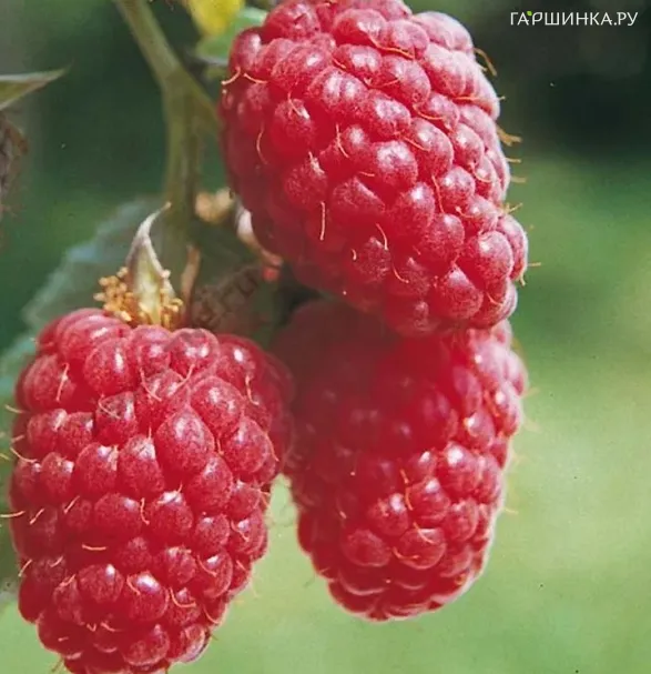 Малина Красная Королева бесшипная