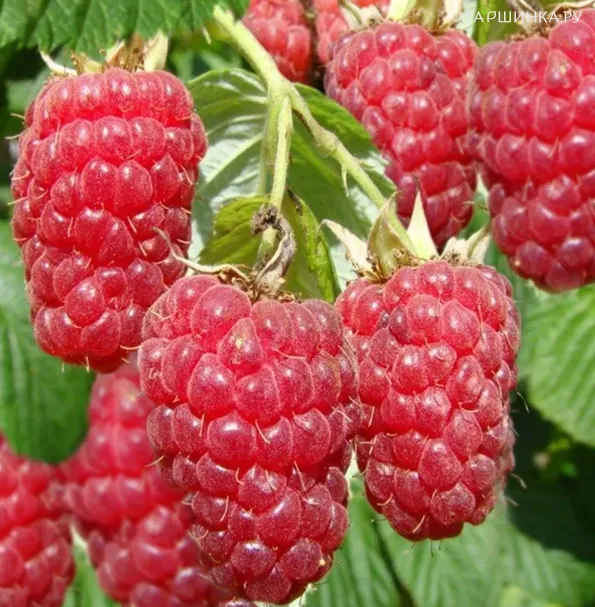 Малина Терентий