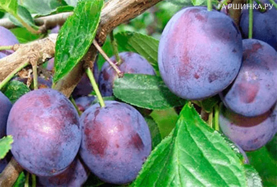 Слива Венгерка Московская