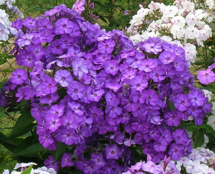 Флокс Аметистовый метельчатый