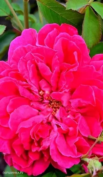 Роза Тем о Шентер