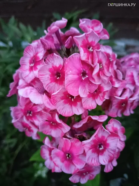 Флокс Старс энд Страйпс метельчатый