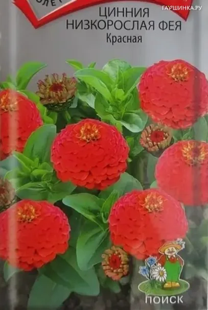 Цинния низкорослая Фея Красная 0,1, Поиск