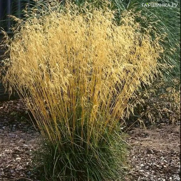 Луговик (Щучка) Пикси Фонтейн