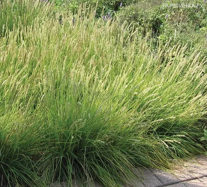 Луговик (Щучка) Палава