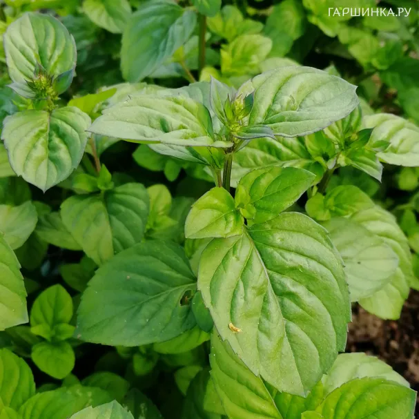 Мята Апельсиновая