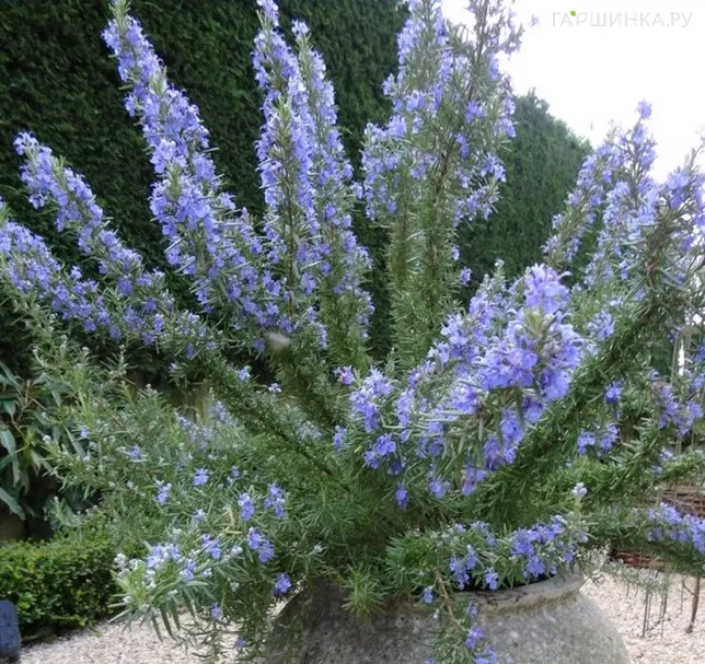Розмарин лекарственный Тоскан Блю