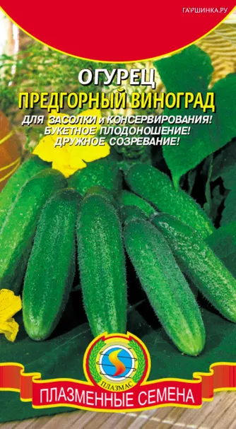 Огурец Предгорный виноград, 12 шт, Плазменные семена