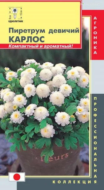 Пиретрум девичий Карлос, 10 шт, Плазменные семена