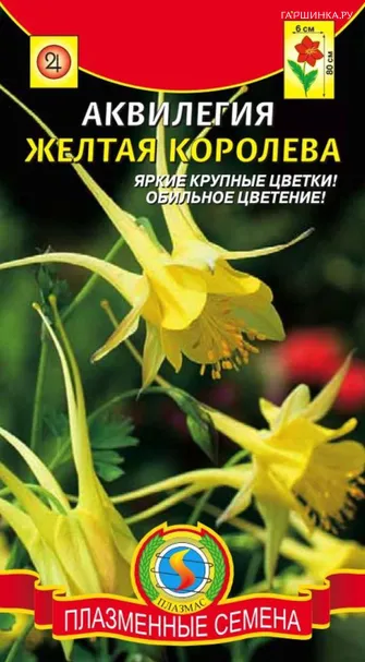 Аквилегия Жёлтая королева, 0,05 гр, Плазменные семена