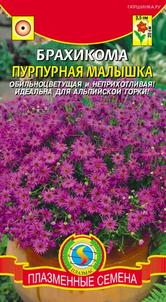 Брахикома Пурпурная малышка, 0,05 гр, Плазменные семена