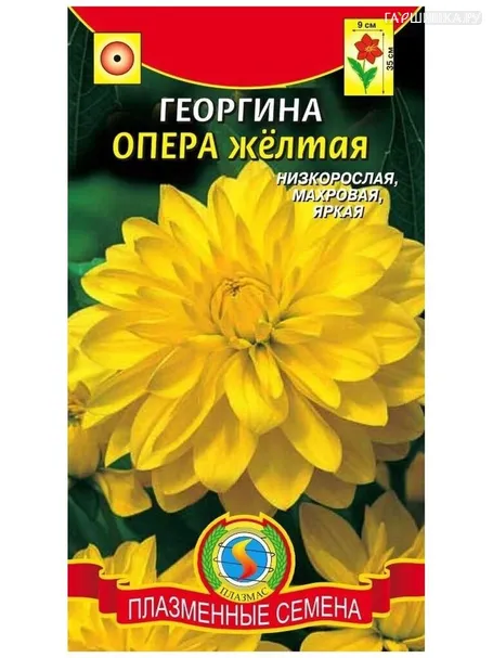 Георгина Опера желтая, 11 шт, Плазменные семена